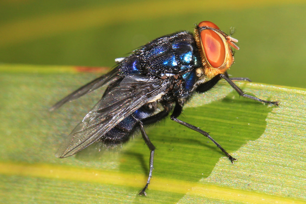 https://www.inaturalist.org/photos/5988778