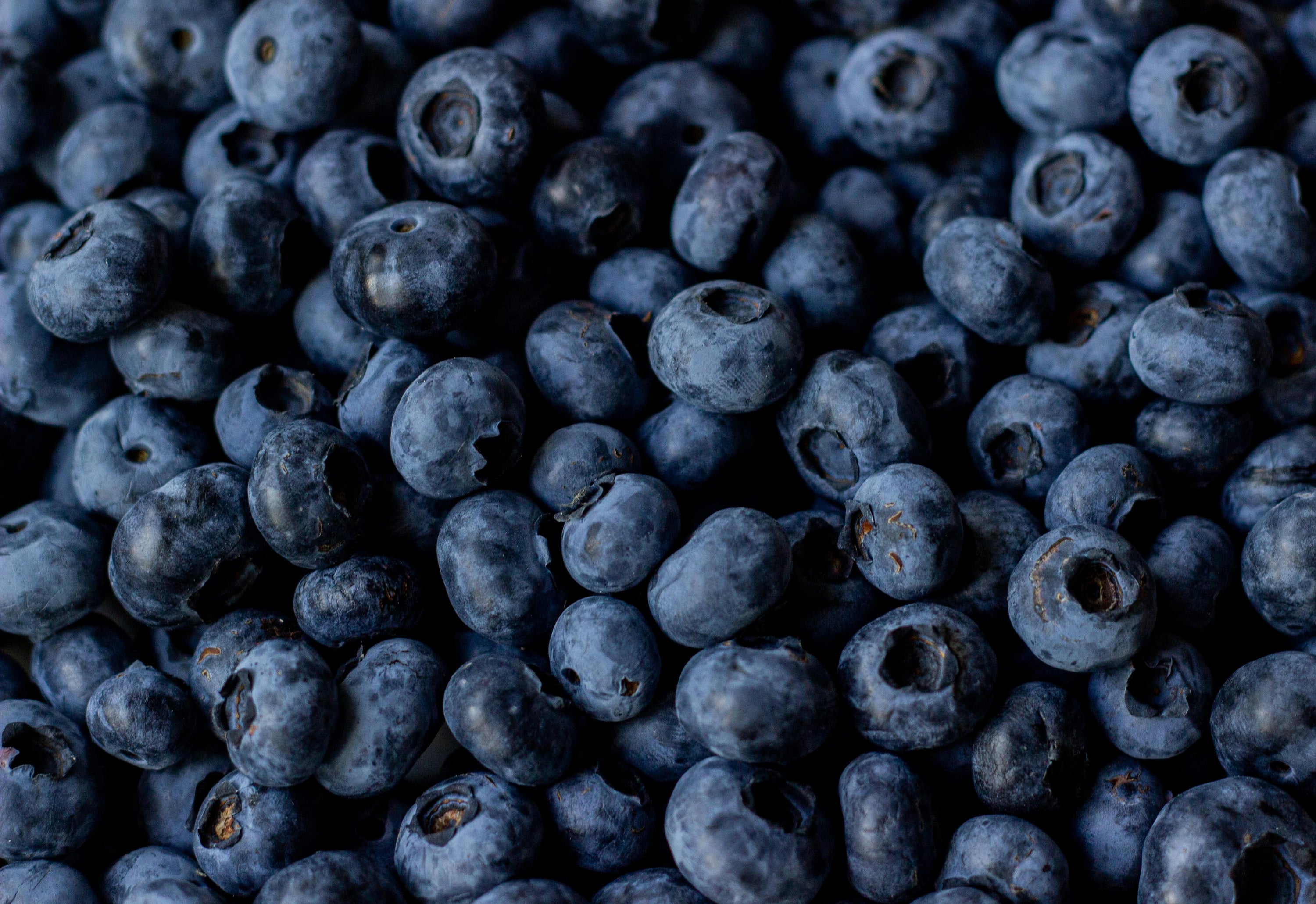 Can Dogs Eat Blueberries?