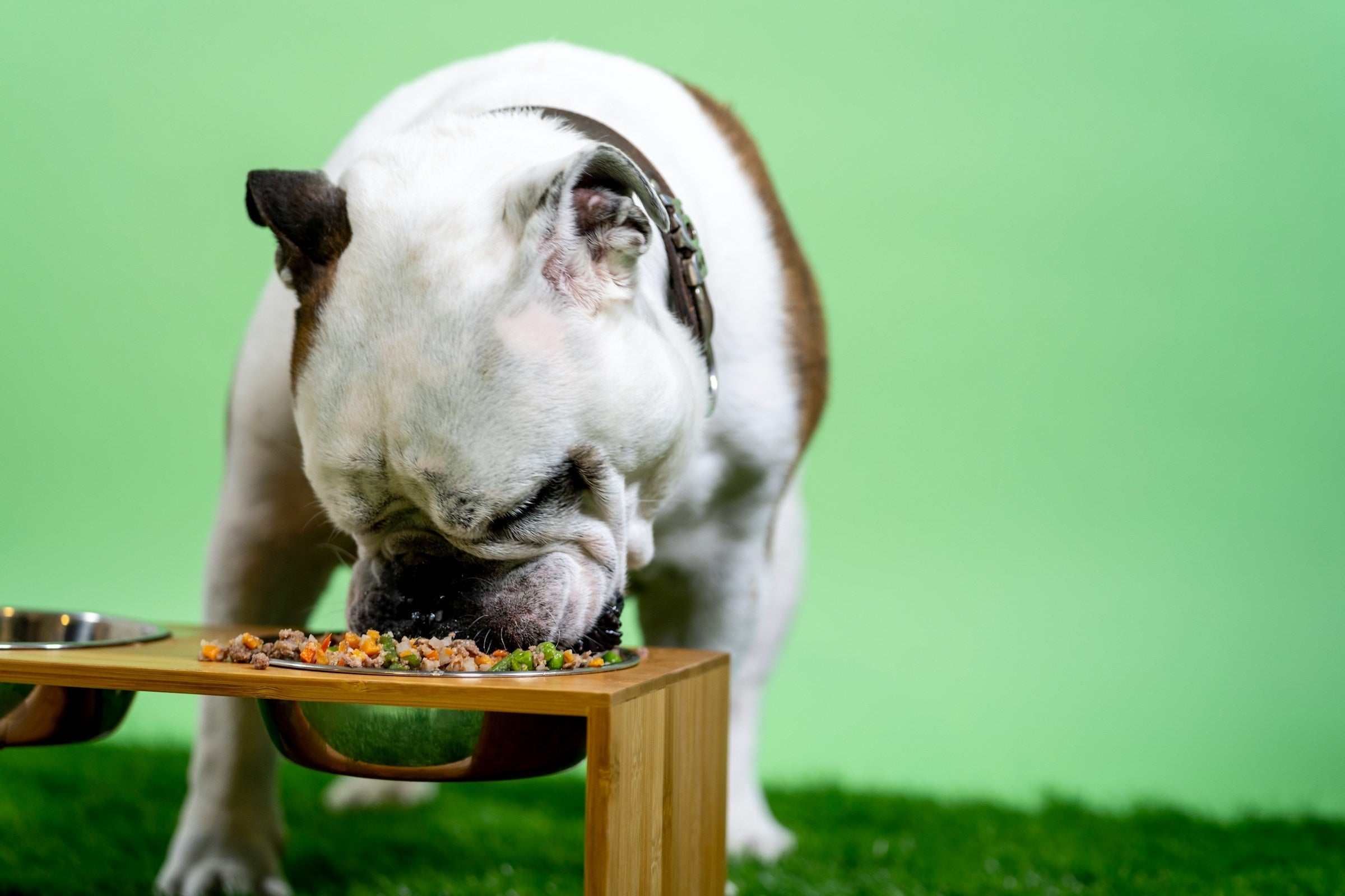 Dog Gut Health: What the Science Says and How to Support Your Dog's Digestion