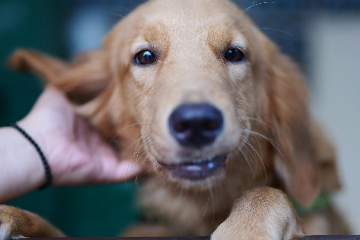 Why Is My Dog Itching So Much? Causes, Remedies, and When to See a Vet