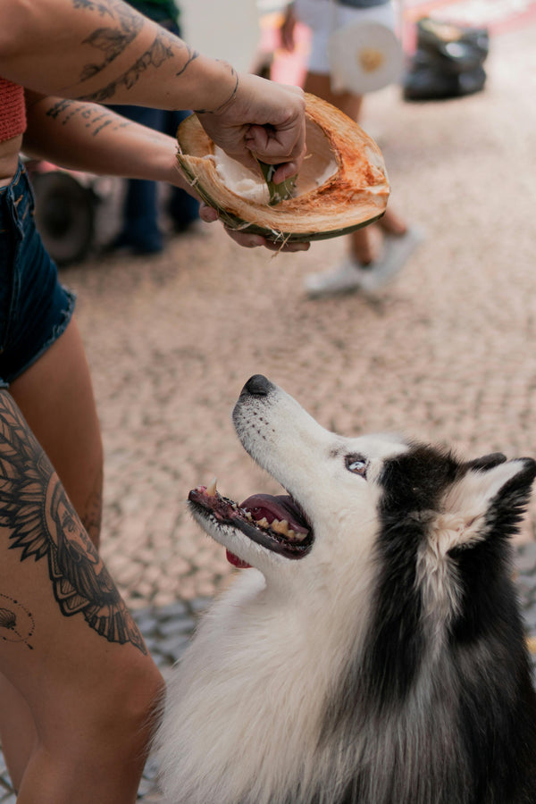 Can Dogs Eat Coconut?