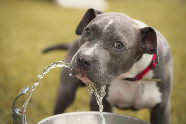 How Much Water Does My Dog Actually Need? The Complete Guide
