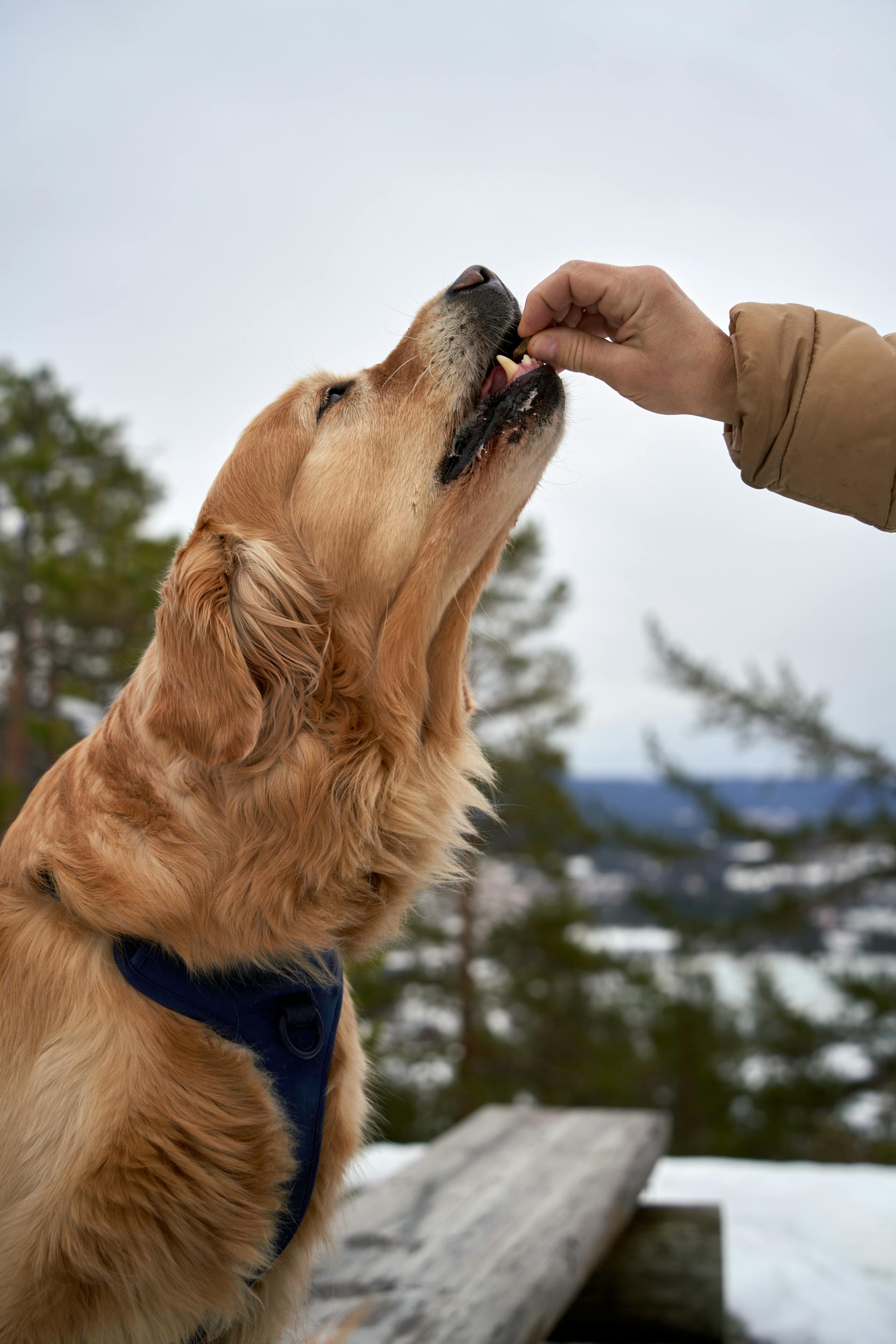 Soft vs. Crunchy Dog Treats