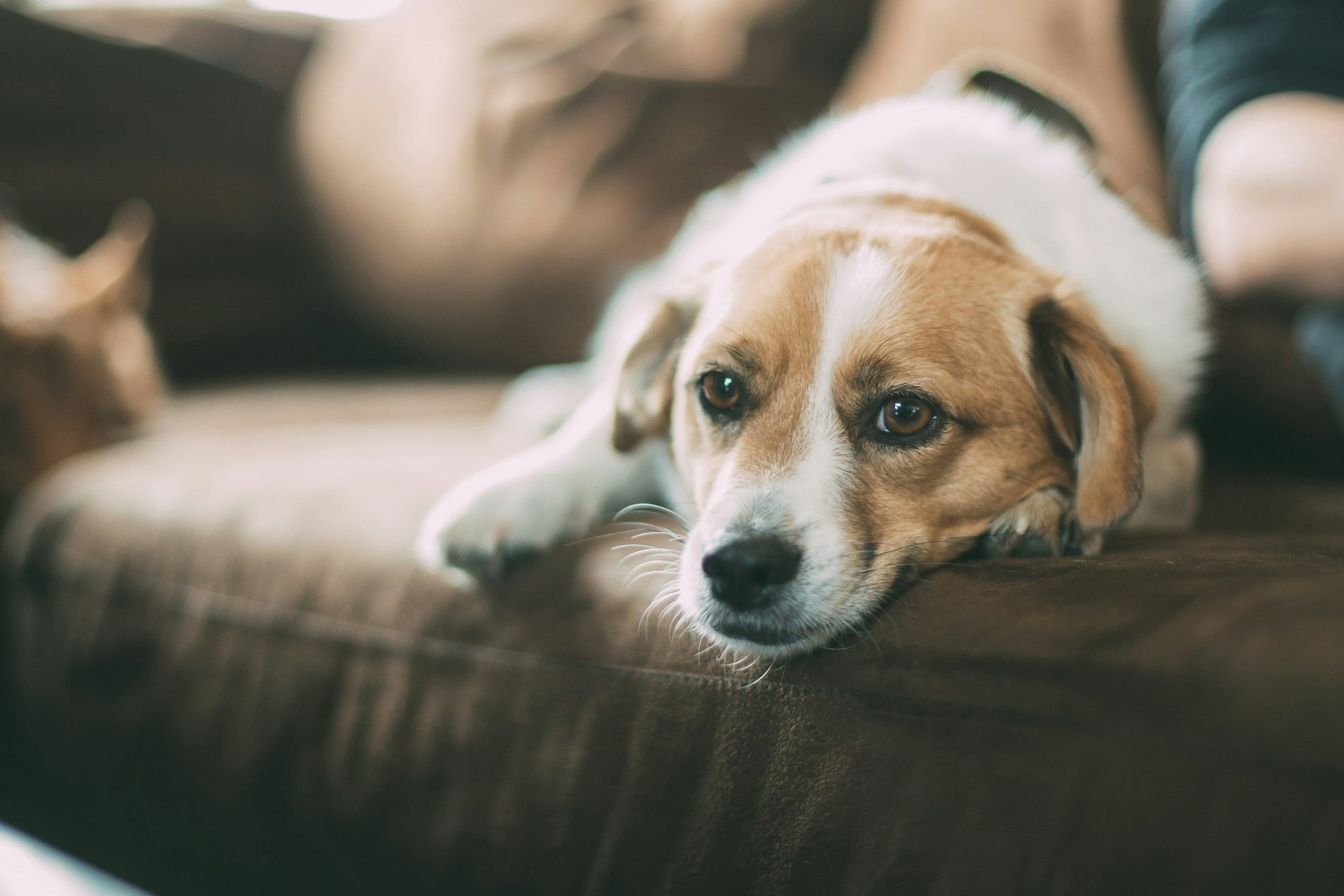 Dog Anxiety: Signs, Causes, and What Actually Helps