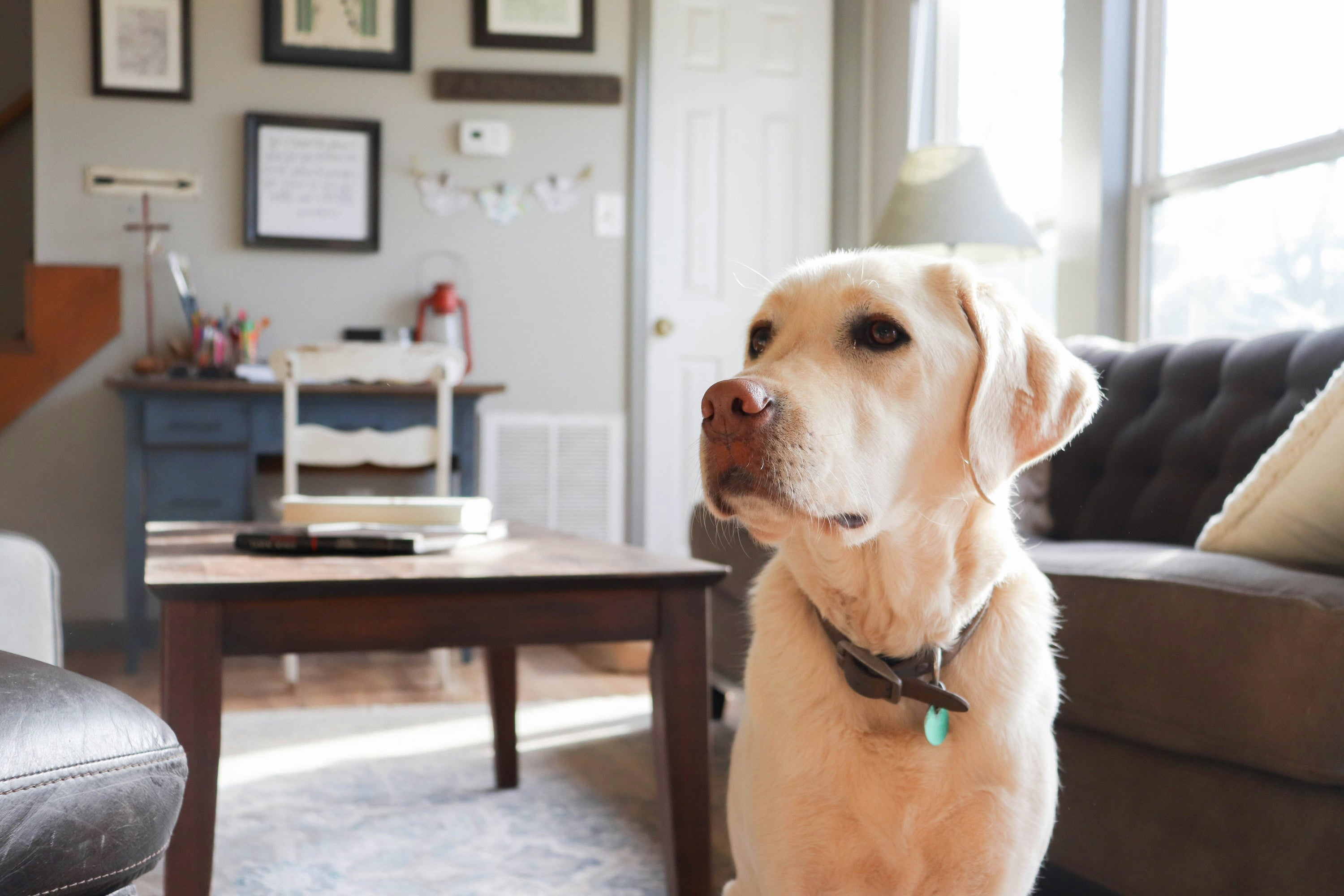 What Human Foods Can Dogs Eat? The Complete Safe and Toxic Food Guide