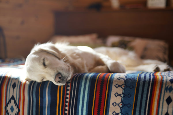 Why Do Dogs Twitch, Bark, and "Run" in Their Sleep?