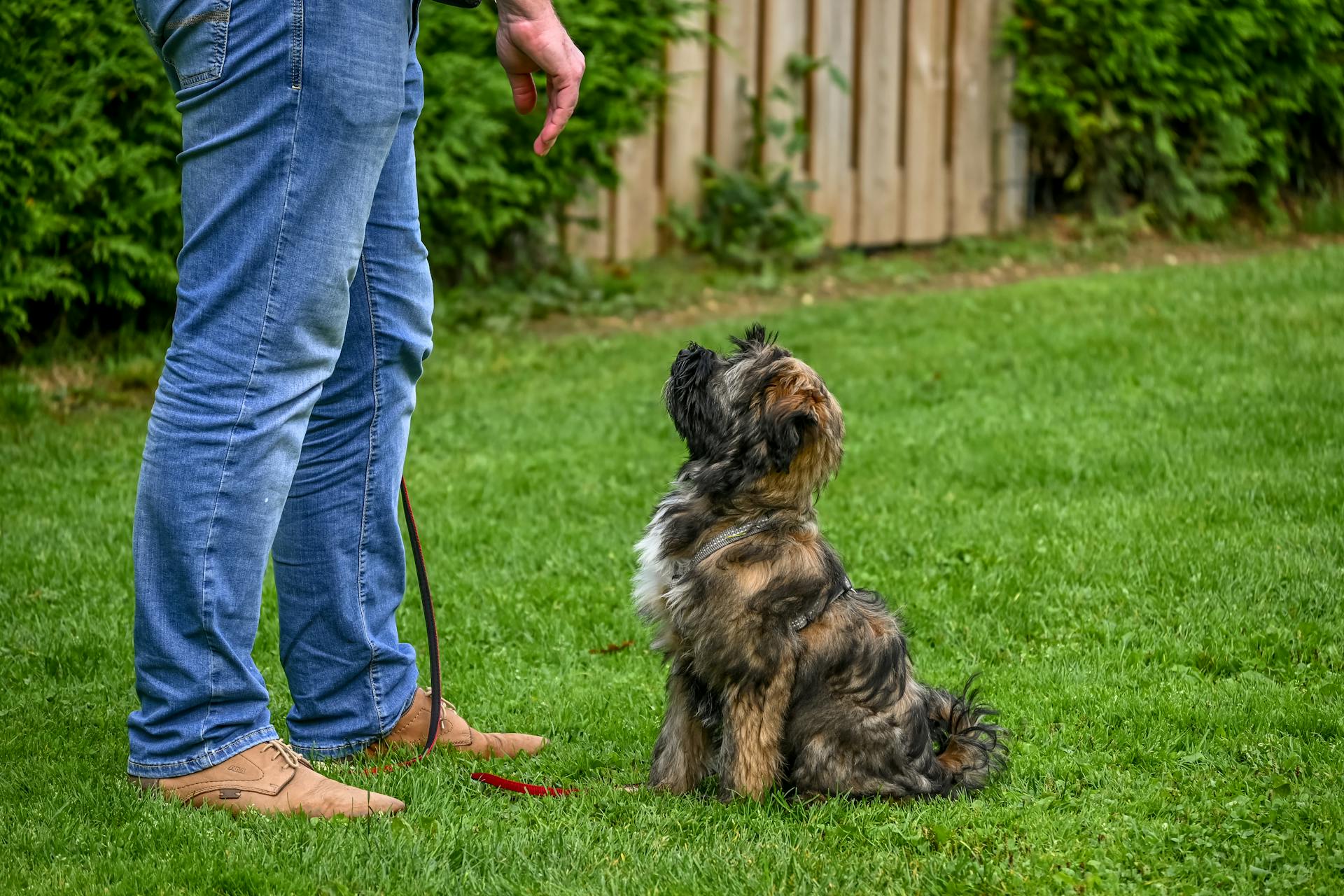 young dog in training paitently waiting for a treat