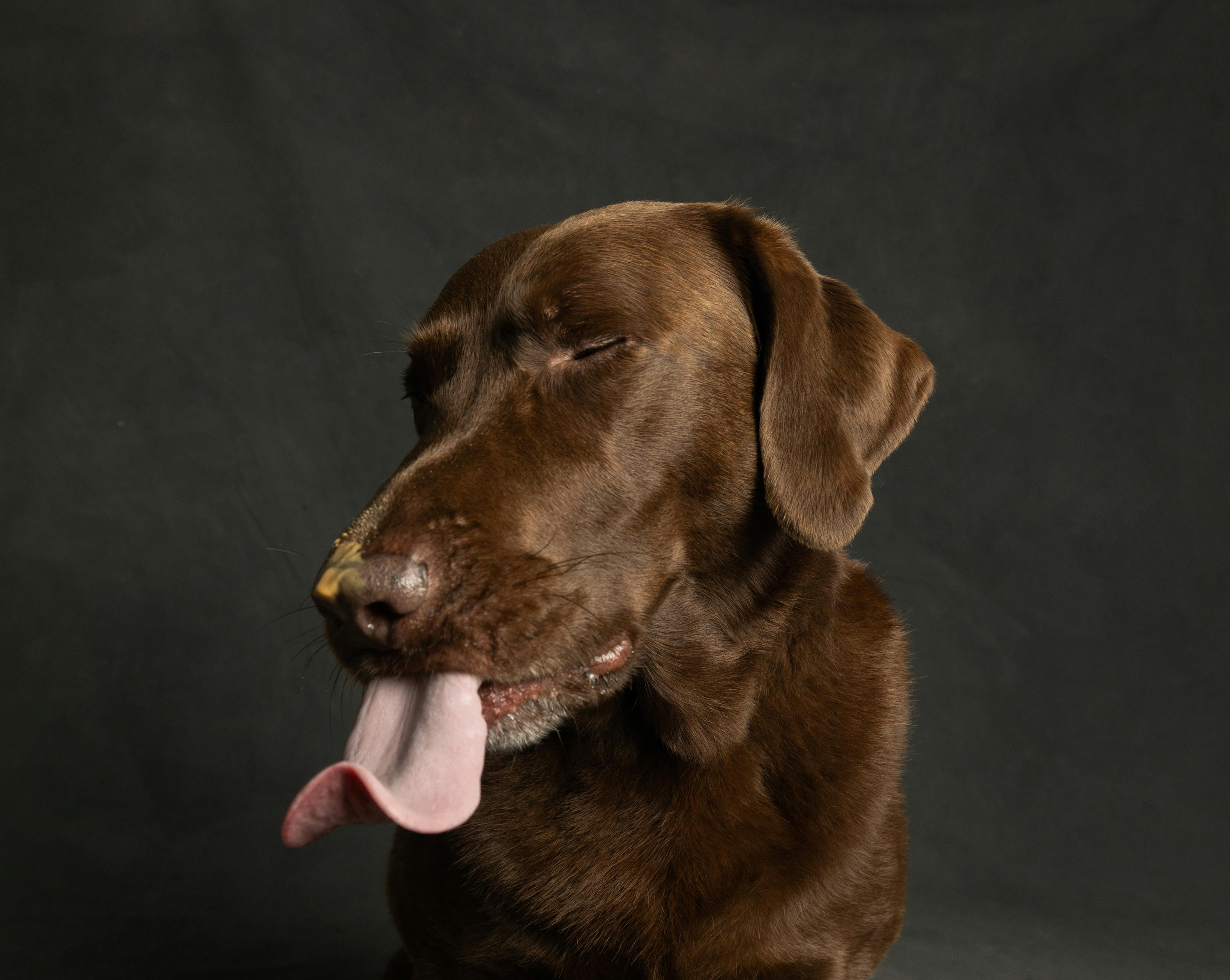 Peanut Butter and Dogs: What Every Pet Parent Should Know (And What to Avoid)