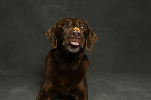 Can Dogs Eat Peanut Butter? (What Every Dog Owner Needs to Know)