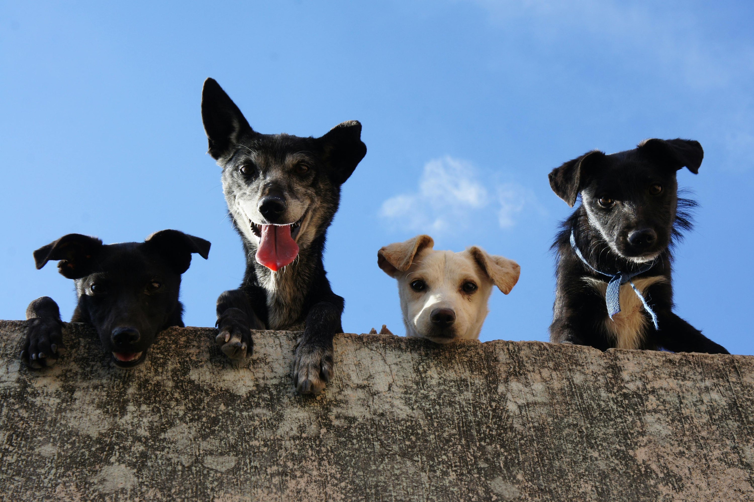 four dogs peeking ovr side of wall