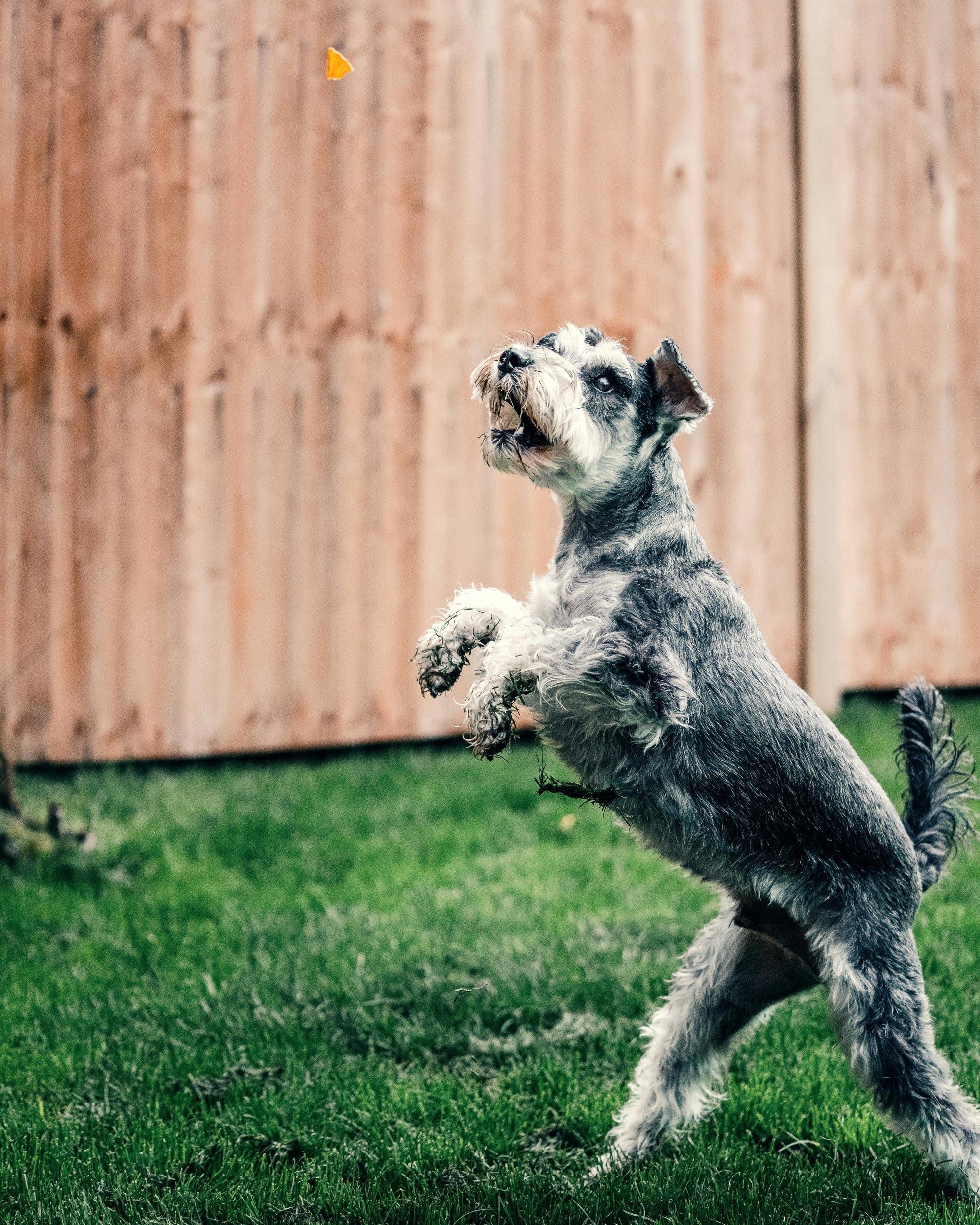 Dog standing on hind legs for treat