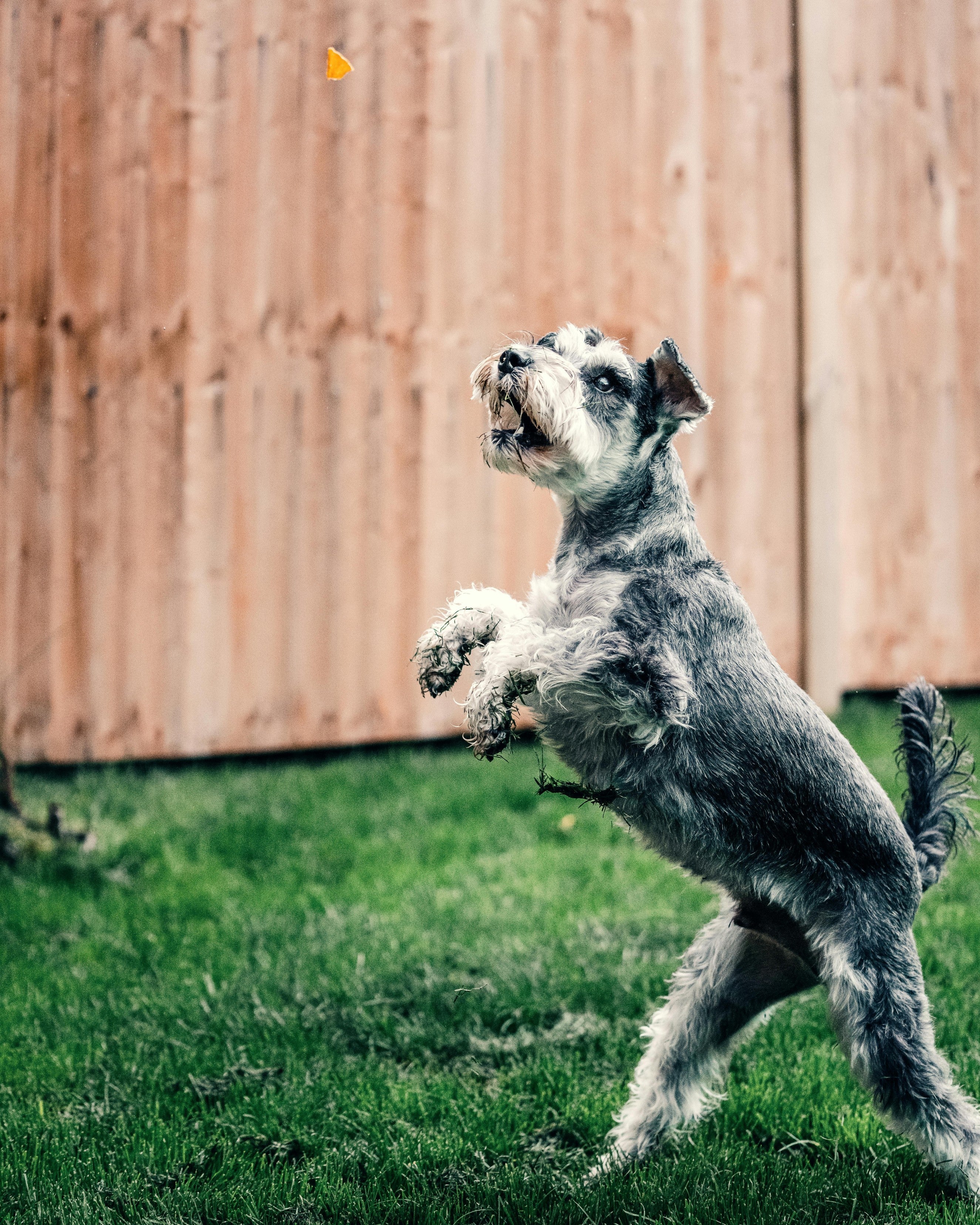 Dog standing on hind legs for treat