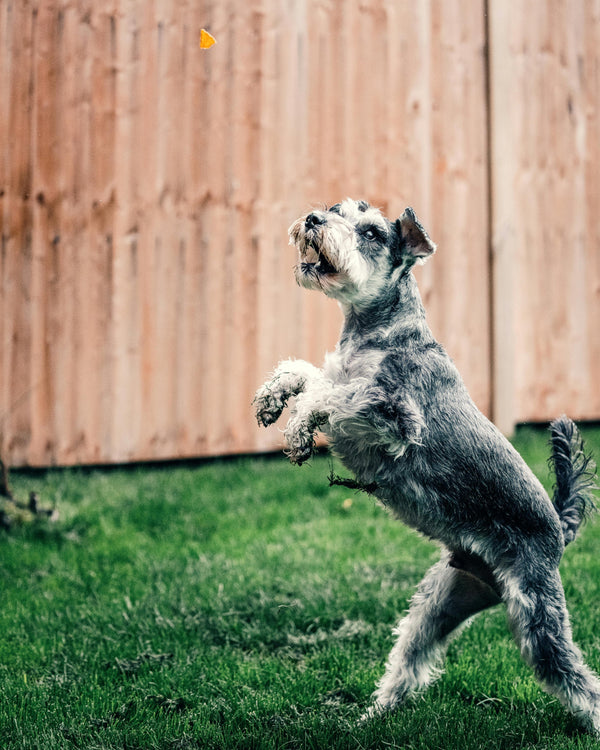 Dog standing on hind legs for treat
