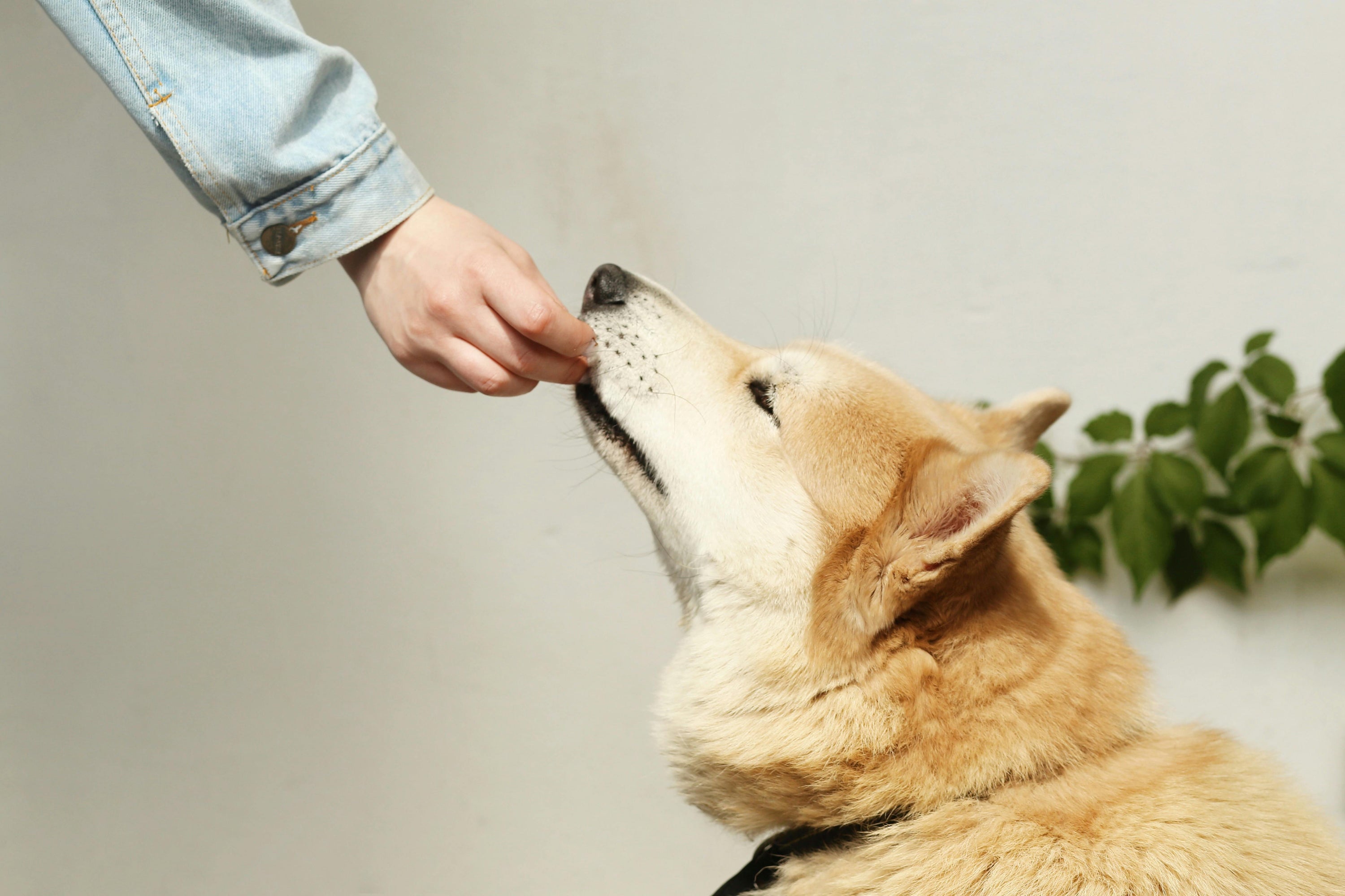 The Power Pair: Why Peanut Butter and Blueberries Are a Dream Team for Your Dog