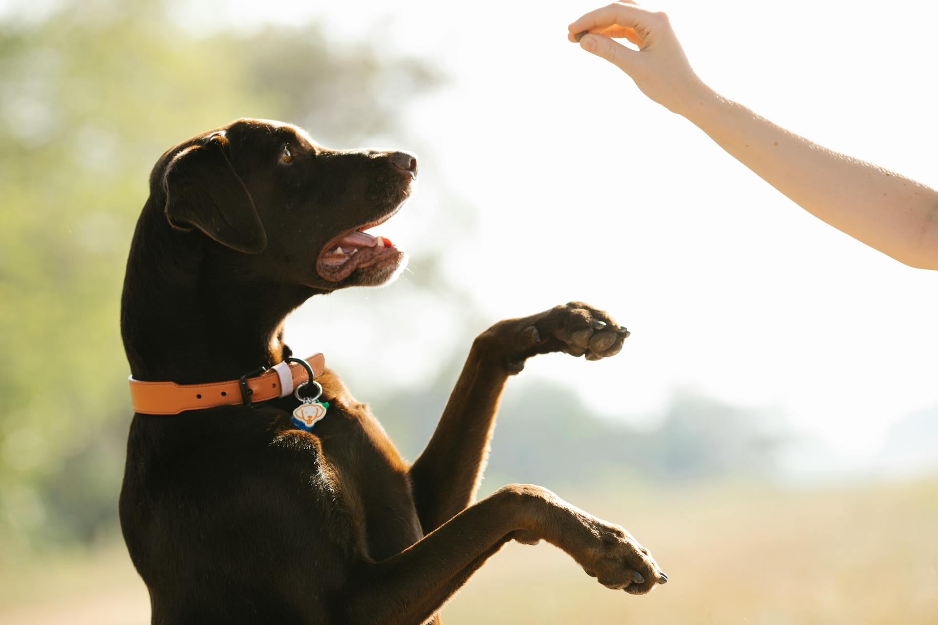 Choosing Healthy Dog Treats That Support Your Pup’s Well‑Being
