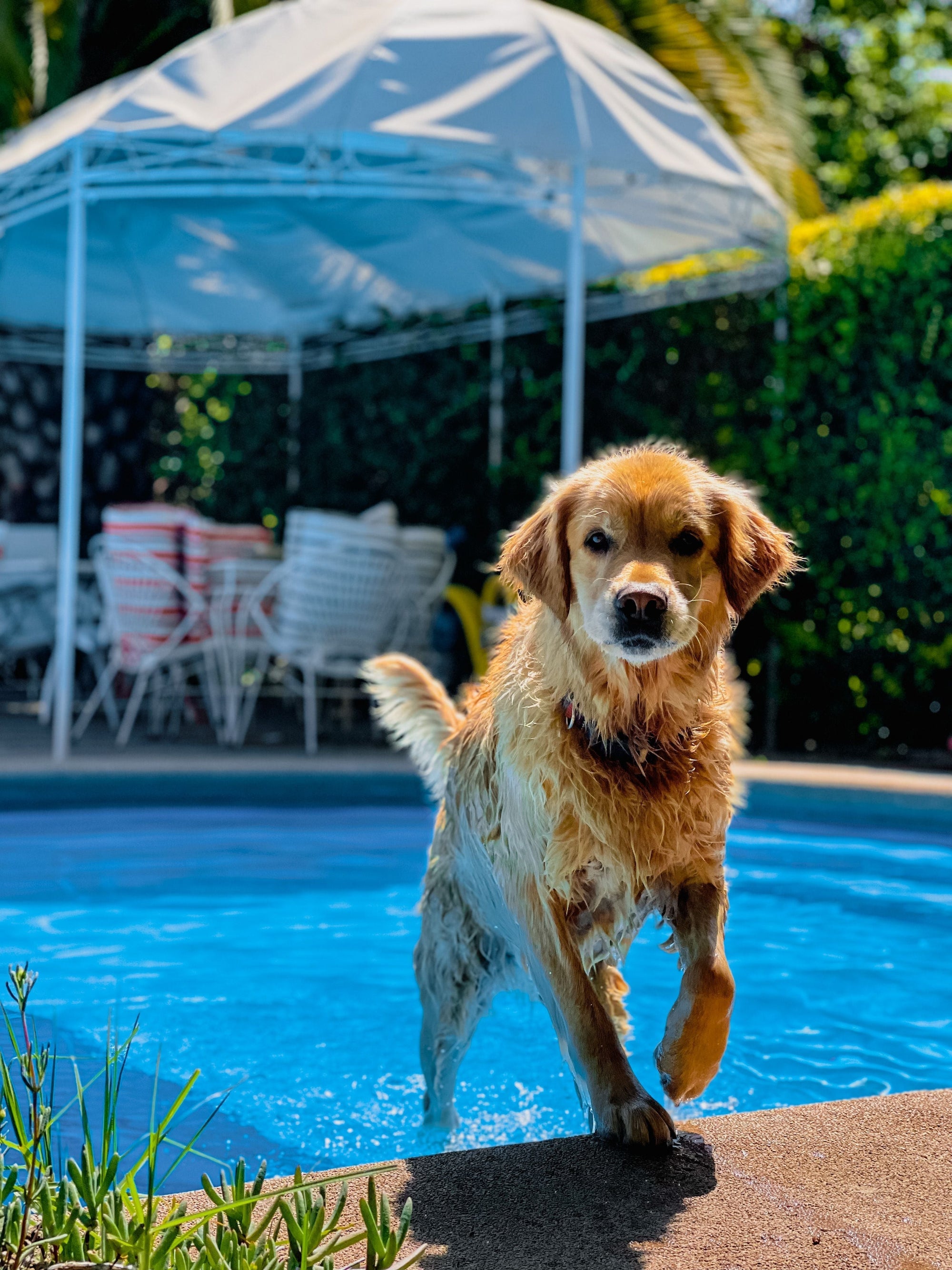 wet dog stepping front paws out of the pool and back onto the ground in backyard during summer.