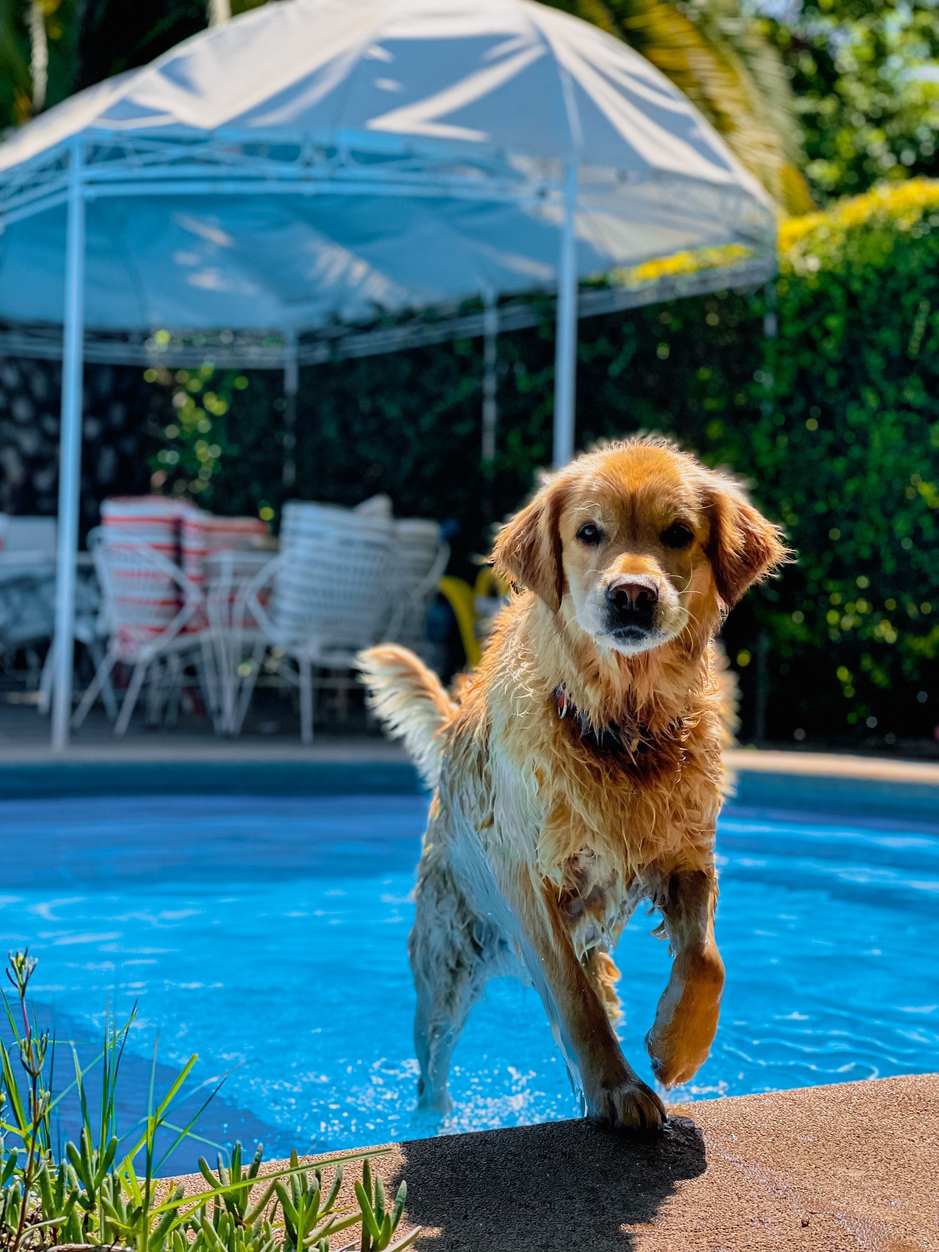 wet dog stepping front paws out of the pool and back onto the ground in backyard during summer.