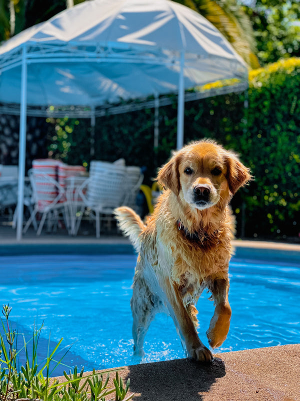 wet dog stepping front paws out of the pool and back onto the ground in backyard during summer.