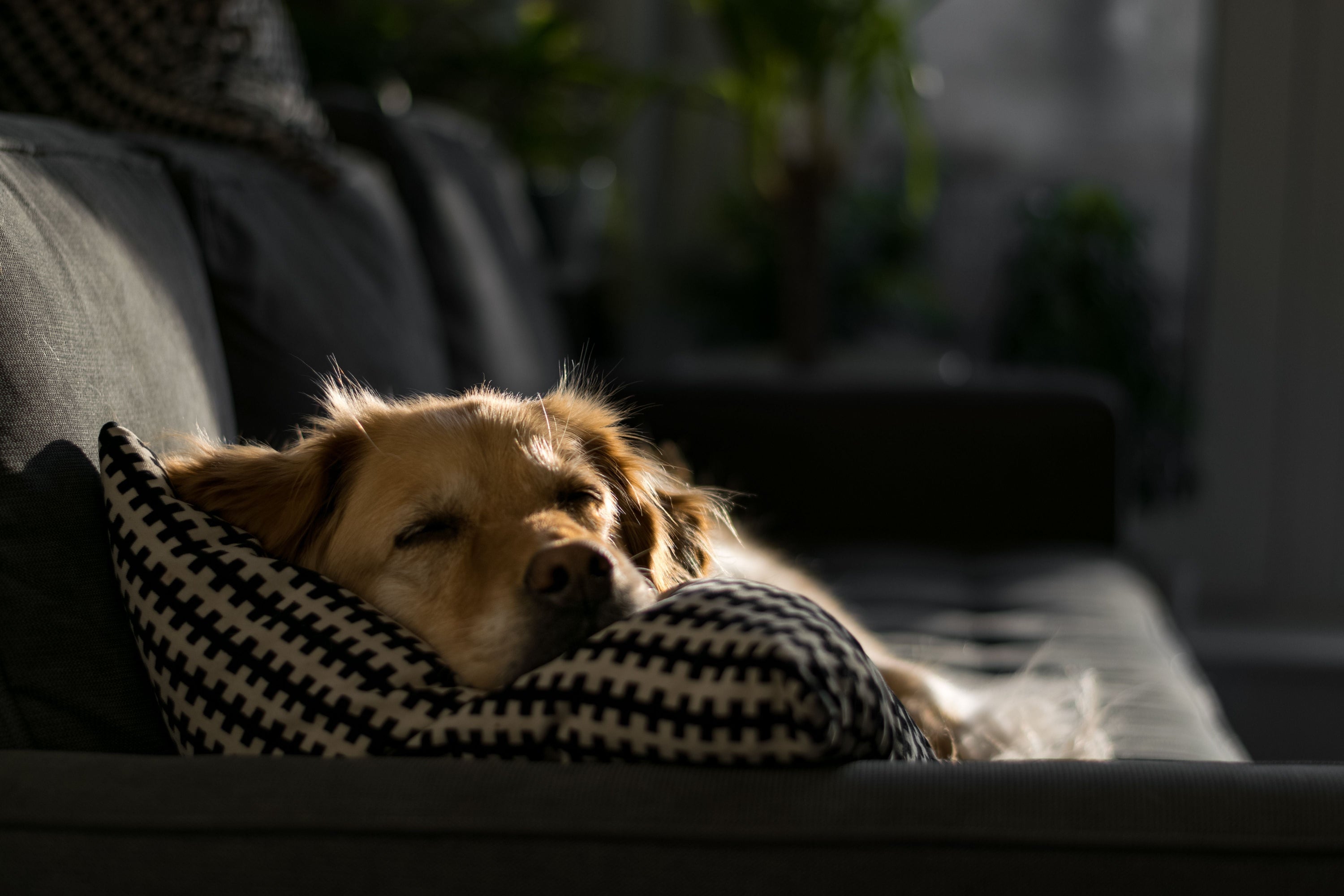 Bringing Home a Rescue Dog: What the First 30 Days Actually Look Like