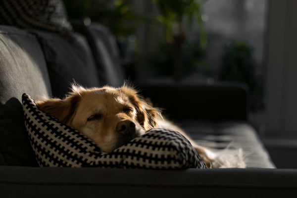 Bringing Home a Rescue Dog: What the First 30 Days Actually Look Like