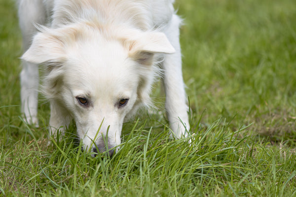 Dog sniffing and nibbling on fresh green grass in a sunny backyard, with a curious and relaxed expression.