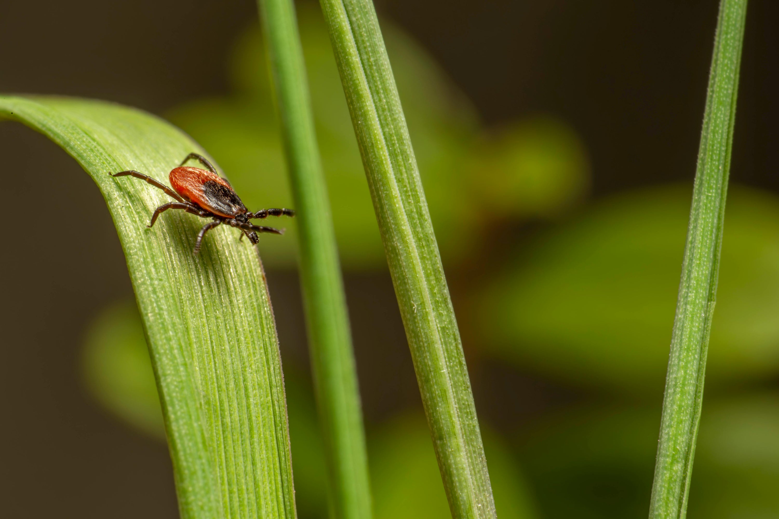 tick crawling across a blade of grass in the backyard, awaiting it's next unsuspecting family pet.