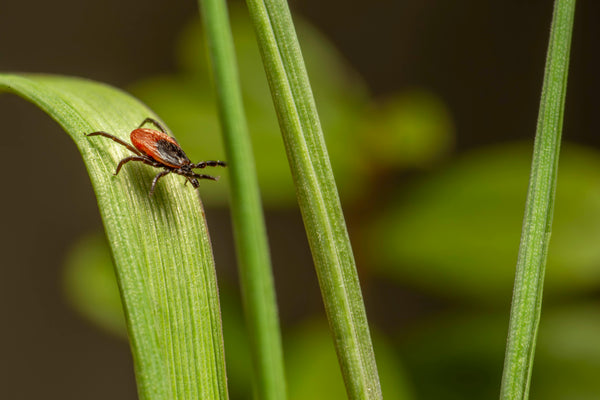 tick crawling across a blade of grass in the backyard, awaiting it's next unsuspecting family pet.