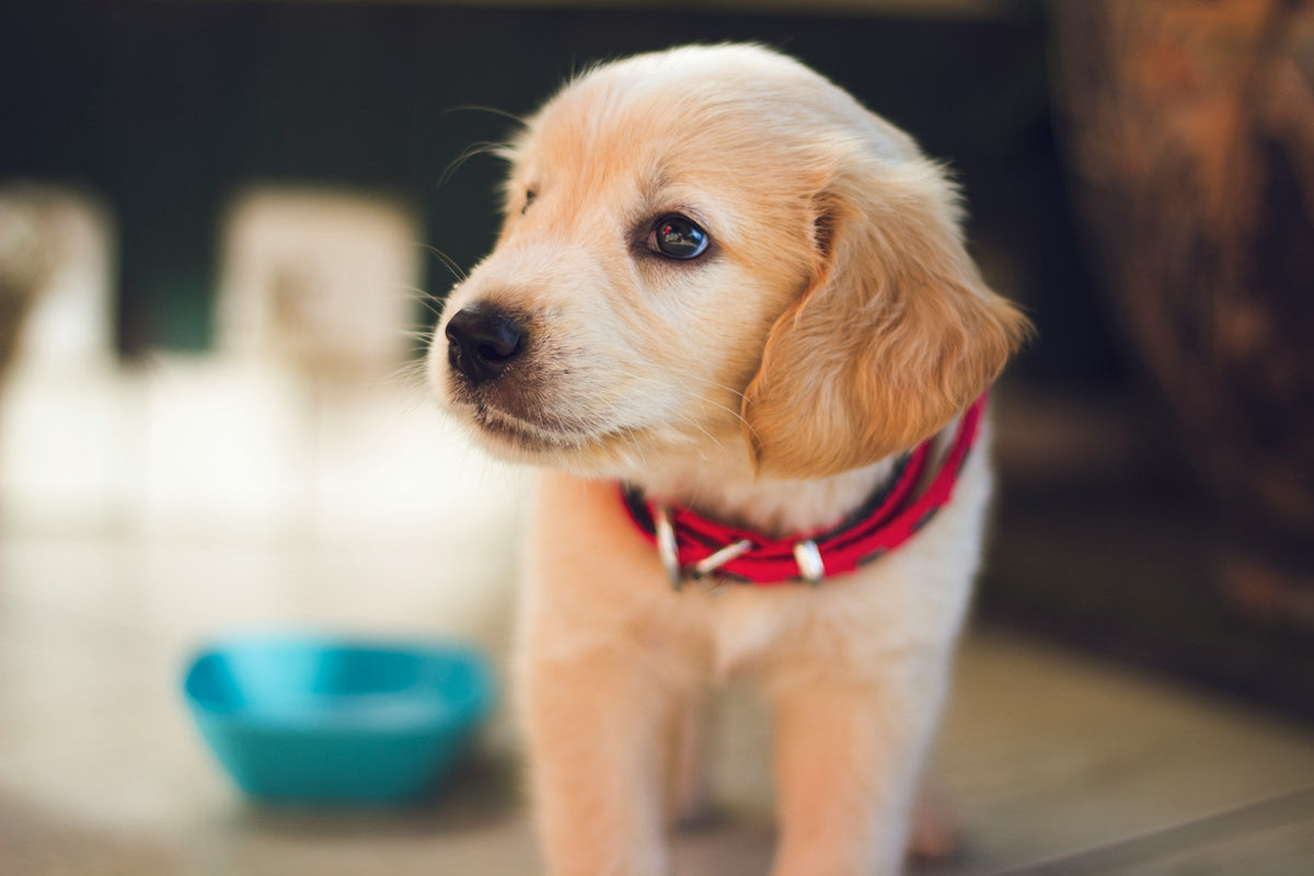 How to Potty Train a Puppy: A Step-by-Step Guide That Actually Works