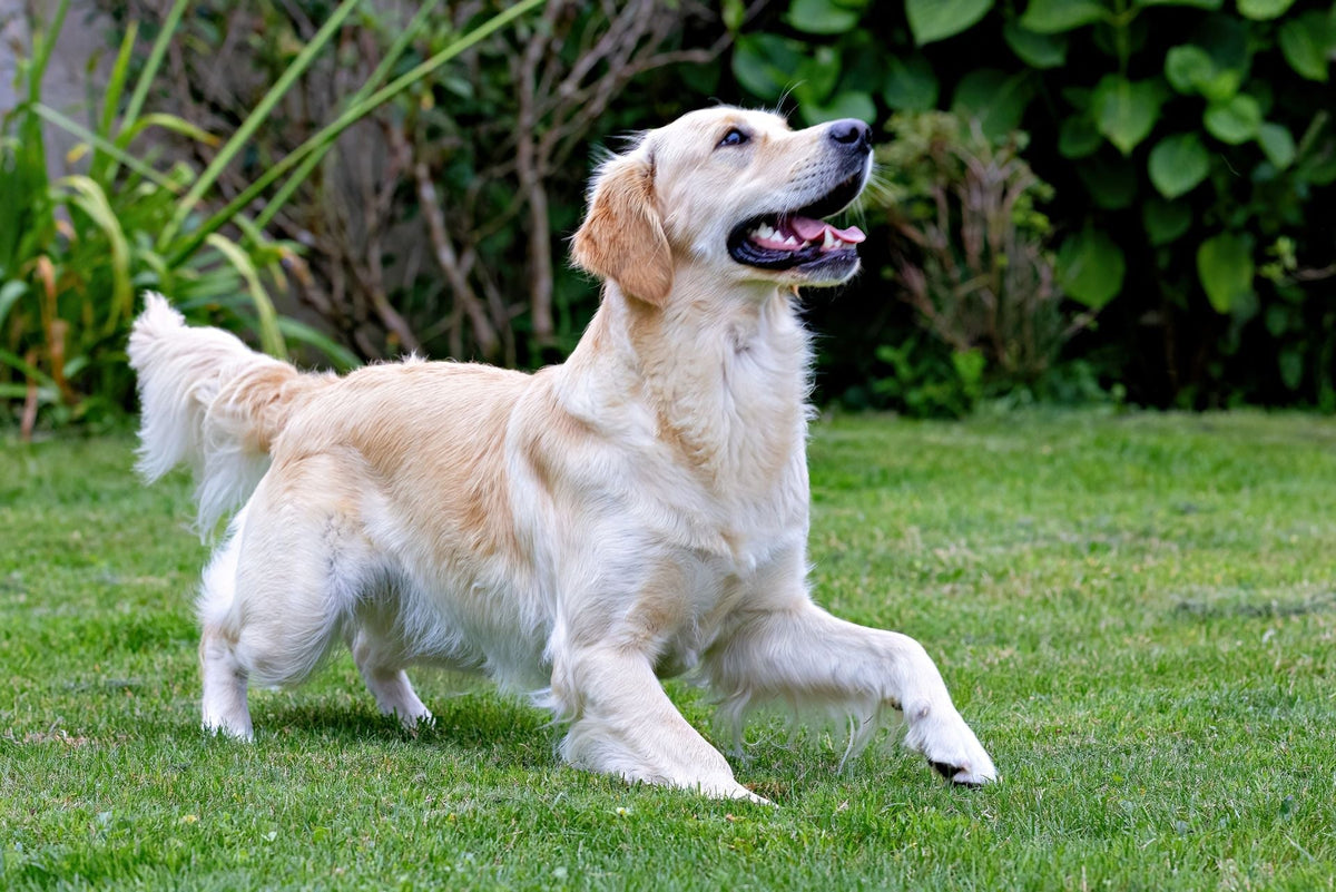 Healthiest Dog Treats: What to Look For (and What to Avoid)