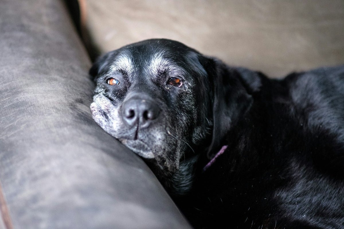 How Long Do Dogs Live? The Full Breakdown, and 7 Ways to Add Healthy Years