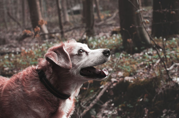 Senior dog with a graying muzzle and reddish-brown coat looking up with an open mouth in an autumn forest