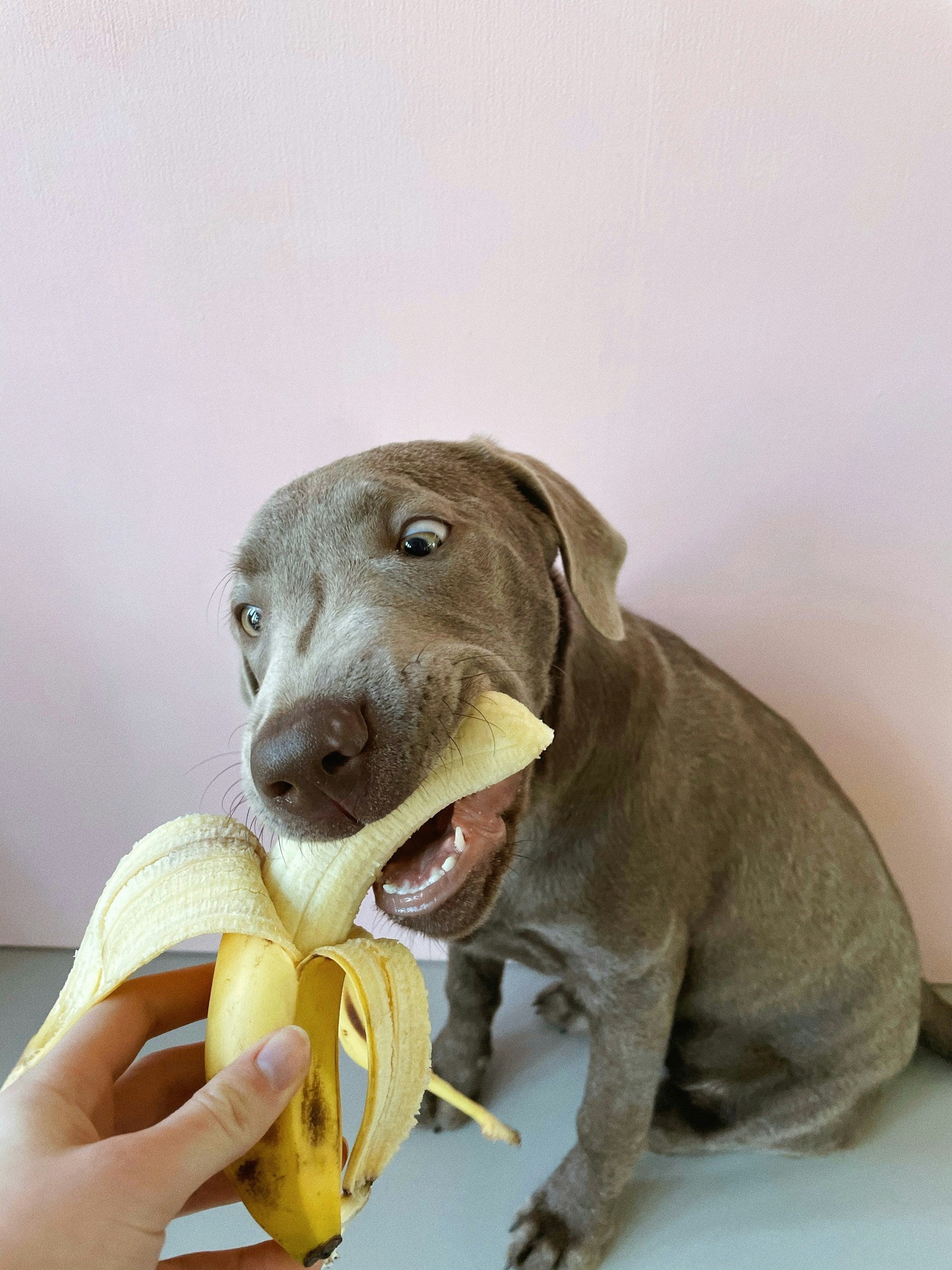 dog taking big bite of banana