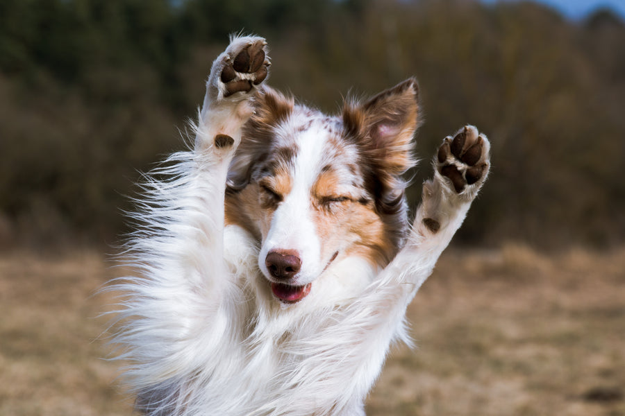Dog with its front paws raised in a field